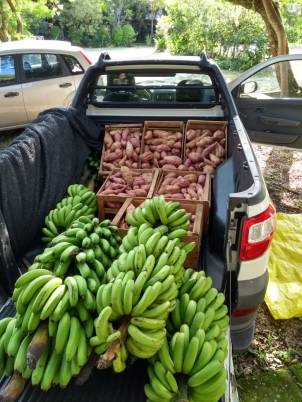 Caçamba do carro do Cepagro carregada de bananas e batatas doce colhidas na aldeia Guarani