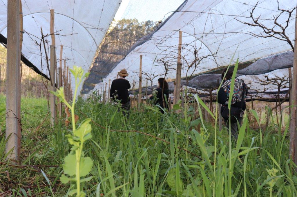 Foto do cultivo de uvas da família Stolarczk, em Major Gercino.