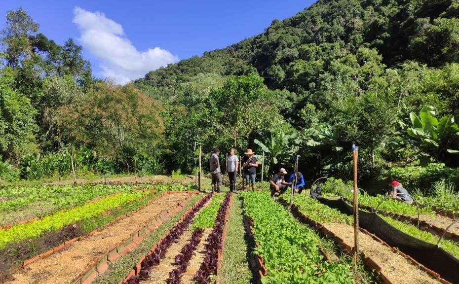 Imagem de canteiro de hortaliças com agricultores conversando ao fundo.